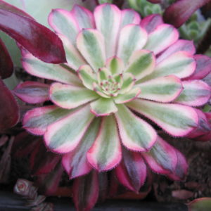 Aeonium   Mardi  Gras