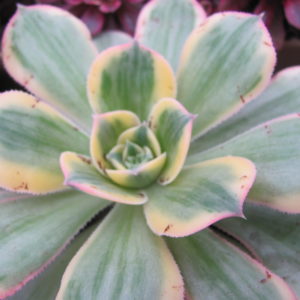 Aeonium  Sunburst  variegata