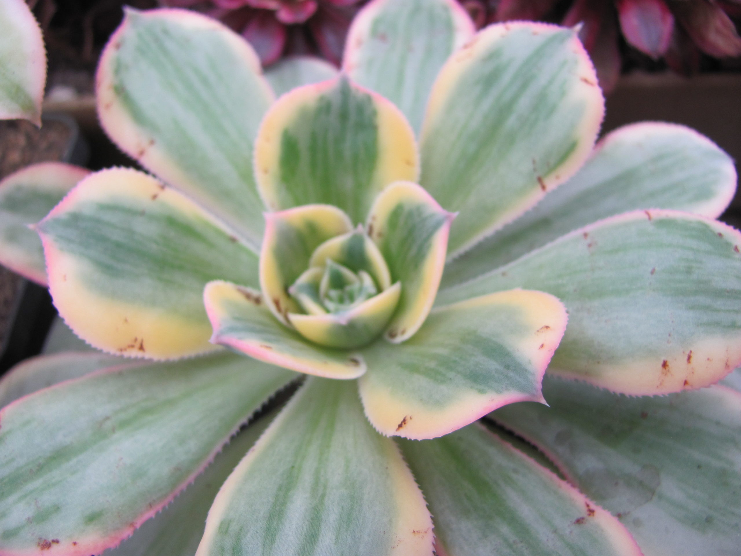 Aeonium  Sunburst  variegata