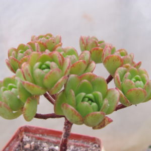 Aeonium   sedifolium    hybr.