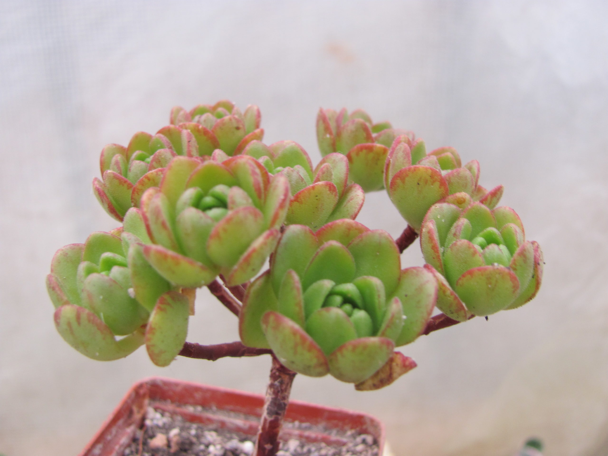 Aeonium   sedifolium    hybr.
