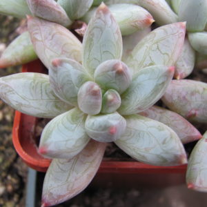 Echeveria    Yvonne