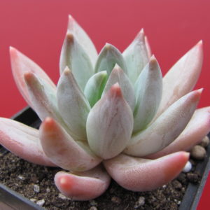 Echeveria  hookeri