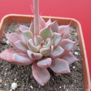 Graptopetalum  rusbii