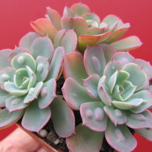 Echeveria   Raindrops  x  Parva     3 разом
