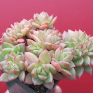 Echeveria    Gilva  cristata