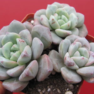 Echeveria  *Jelly Jem*   hybr.      3 разом