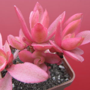Crassula  Campfire  variegata