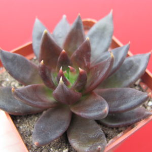 Echeveria    Black  Prince