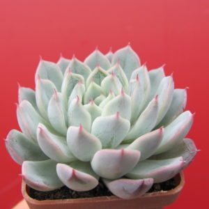 Echeveria   hybr.