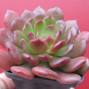 Echeveria  * Fantasia  Carol*