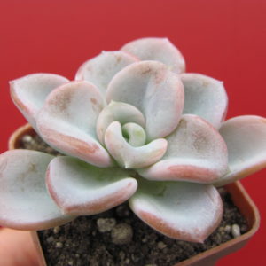 Echeveria   Orpet