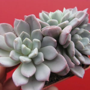 Echeveria    glauca