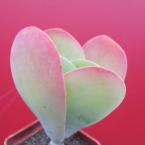 Kalanchoe   thyrsiflora