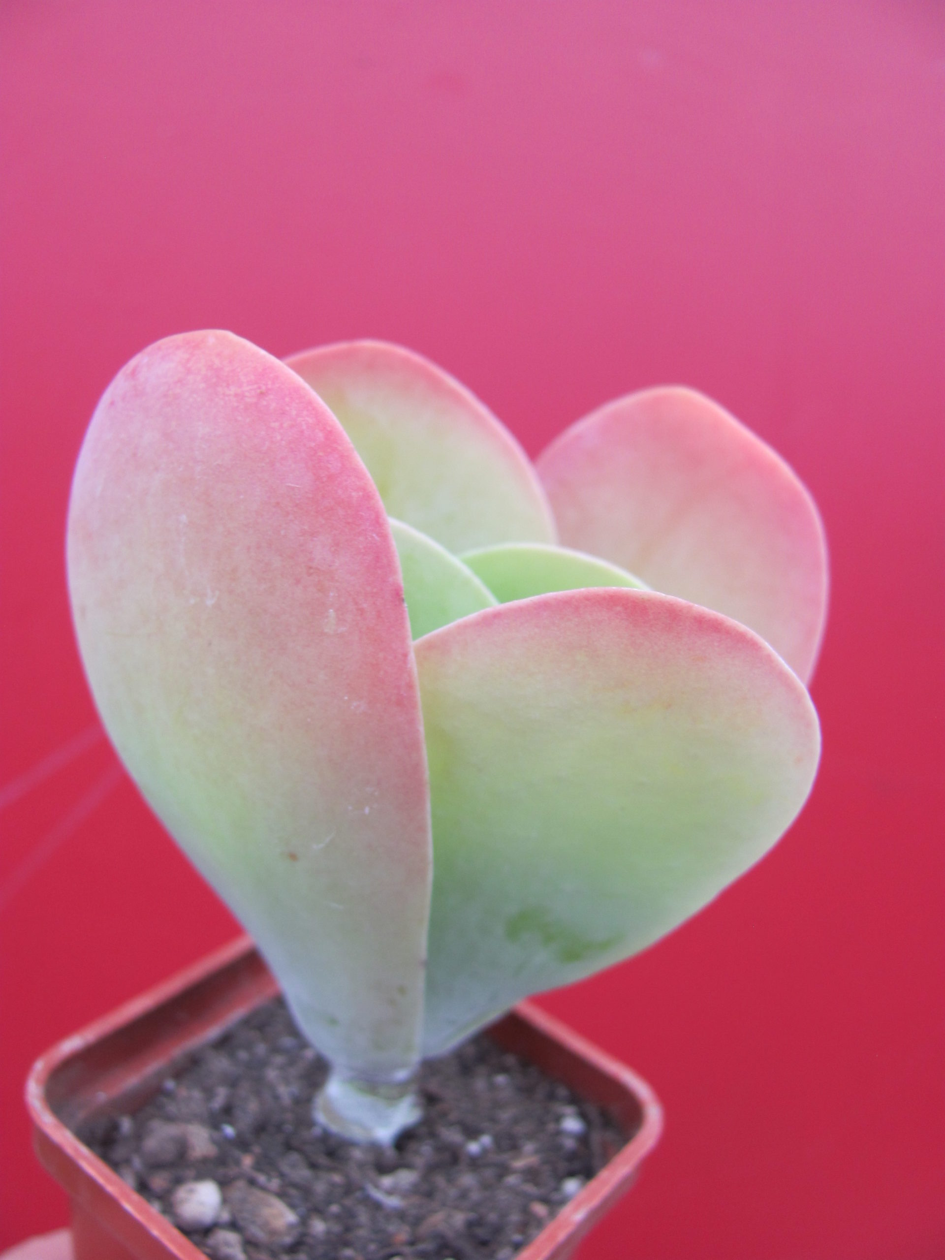 Kalanchoe   thyrsiflora
