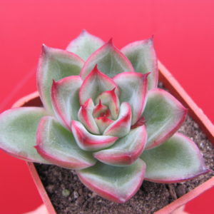 Echeveria