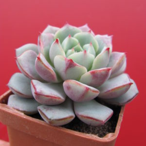 Echeveria    *Panda  Face*