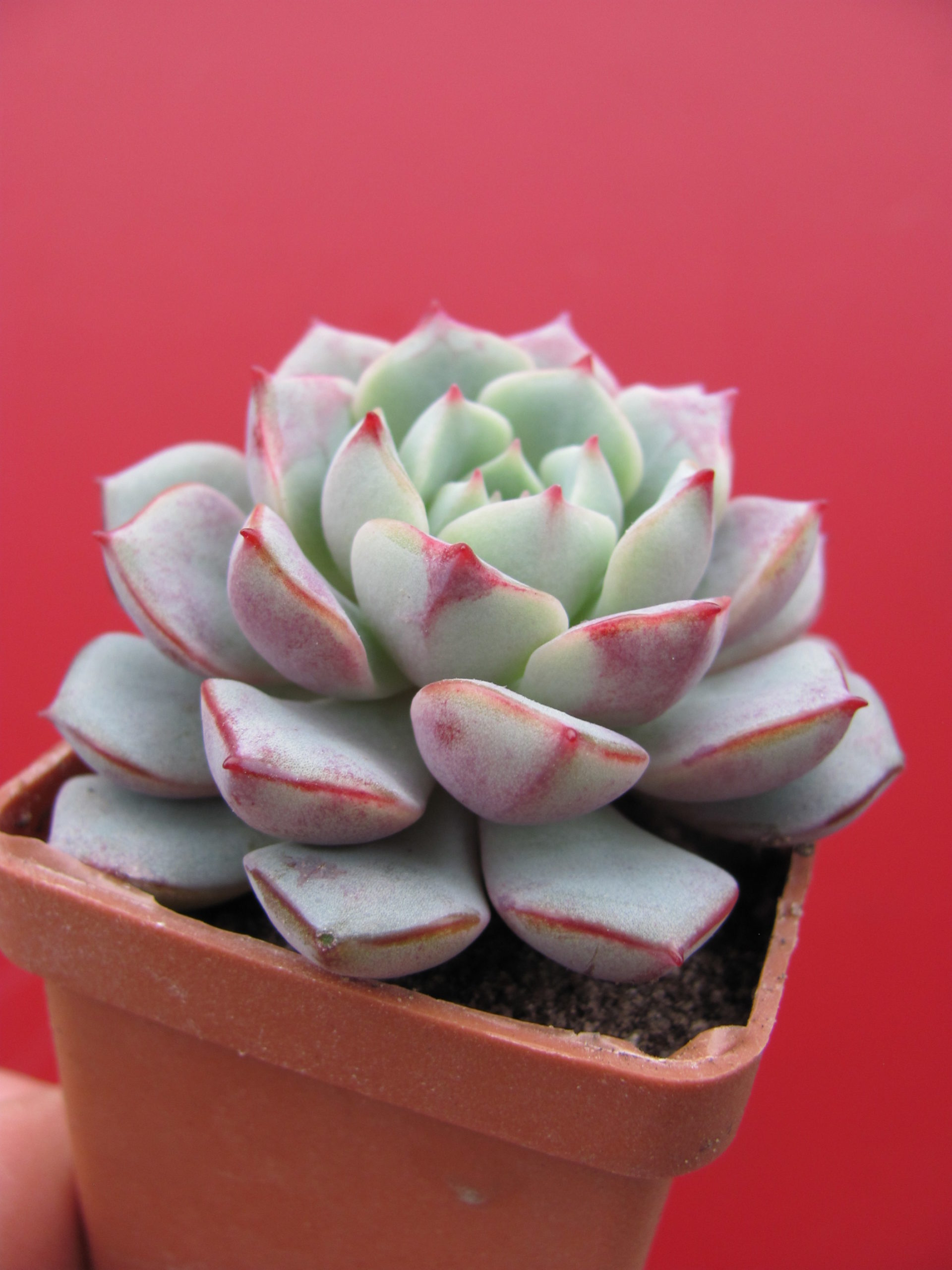 Echeveria    *Panda  Face*