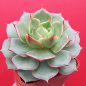 Echeveria    Ramillete