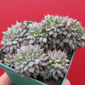 Echeveria     Ramillete   cristata