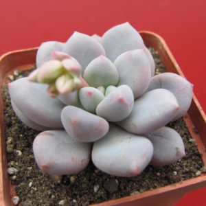 Pachyphytum    oviferum  hybr.
