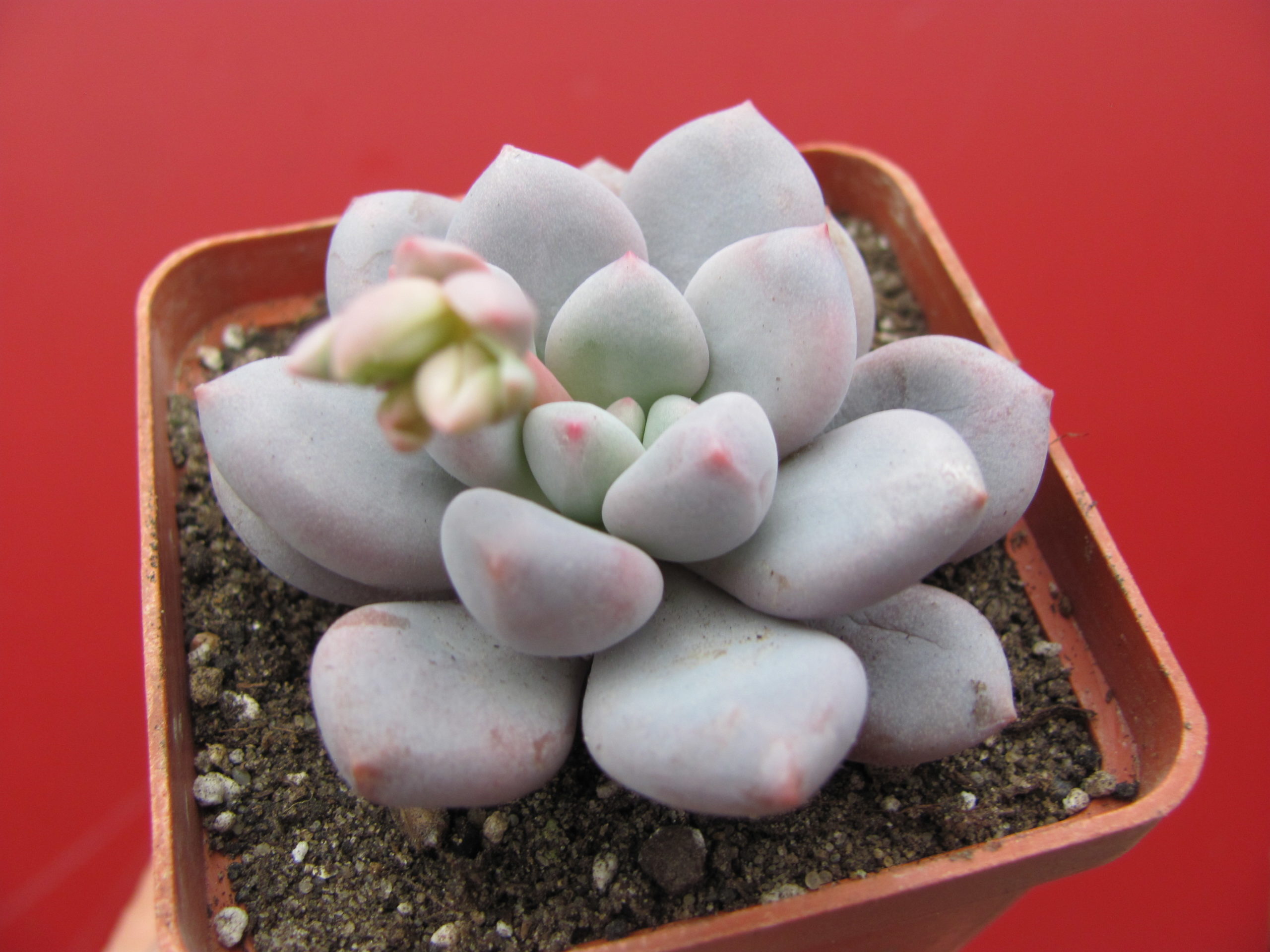 Pachyphytum    oviferum  hybr.