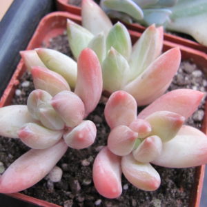 Echeveria   hookeri       3 разом