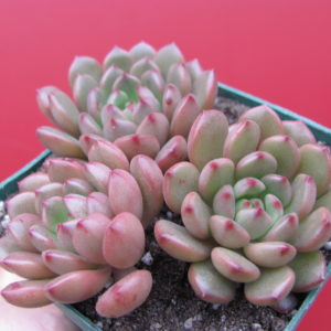 Echeveria   Bashful     3 разом