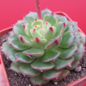 Echeveria    Derosa