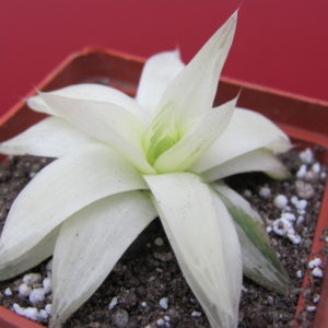 Haworthia   cymbiformis   variegata