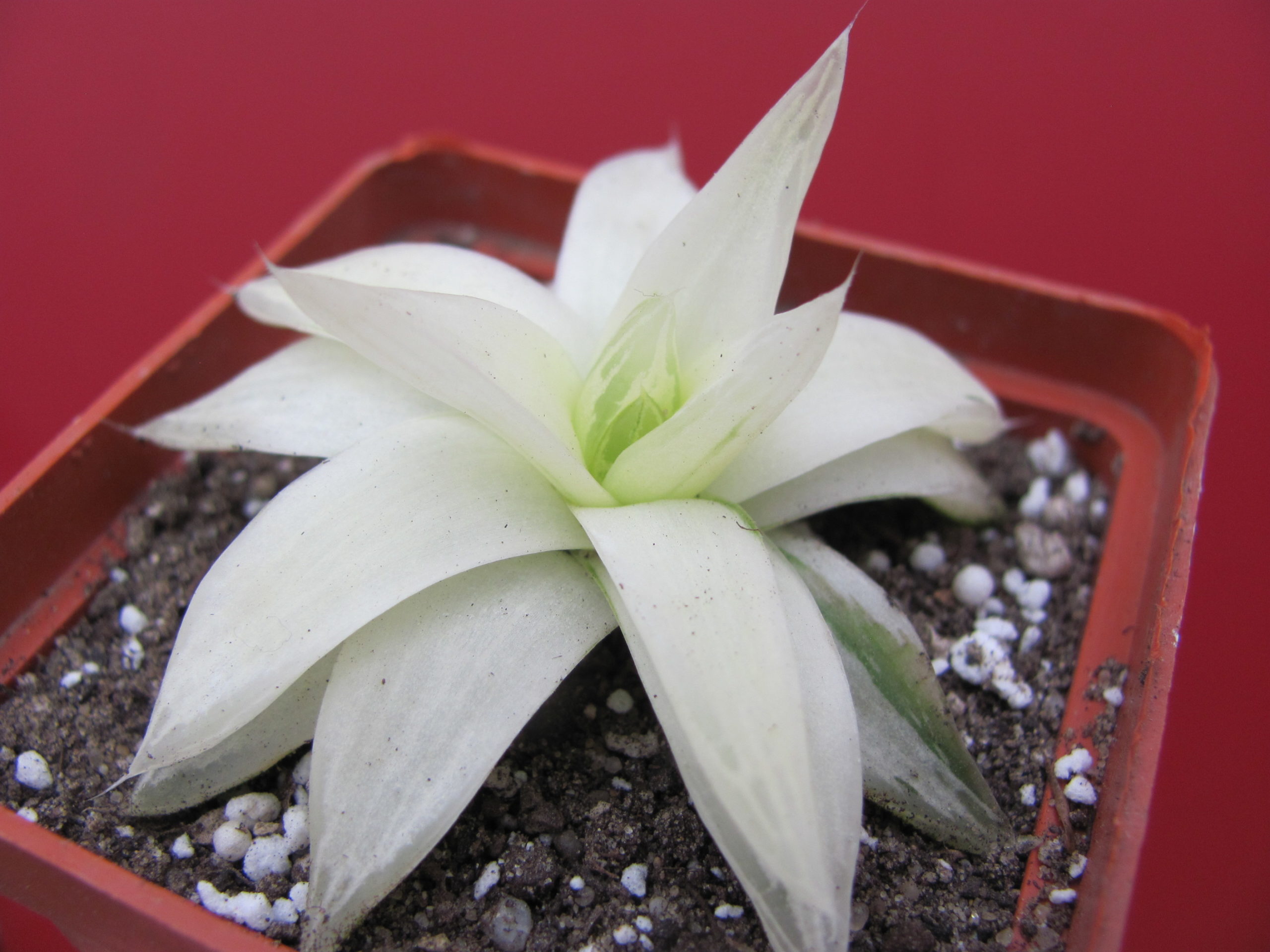 Haworthia   cymbiformis   variegata
