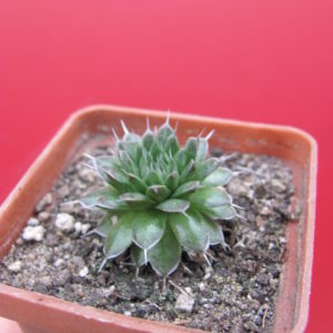 Orostachys    spinosus