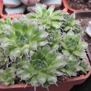 Orostachys   spinosus