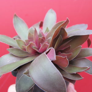 Crassula   rossularis