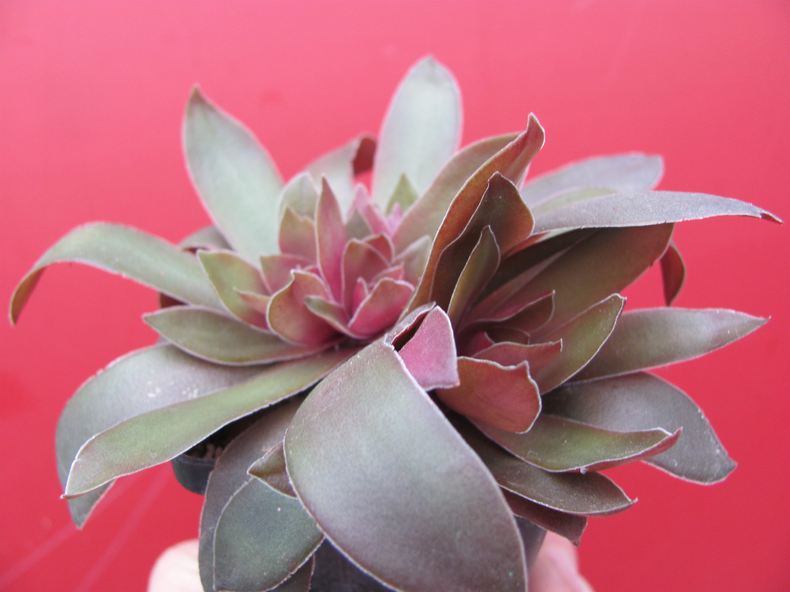 Crassula rossularis
