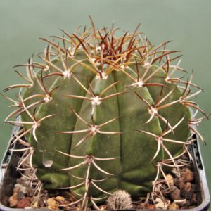Melocactus-actinacanthus-Cuba-1