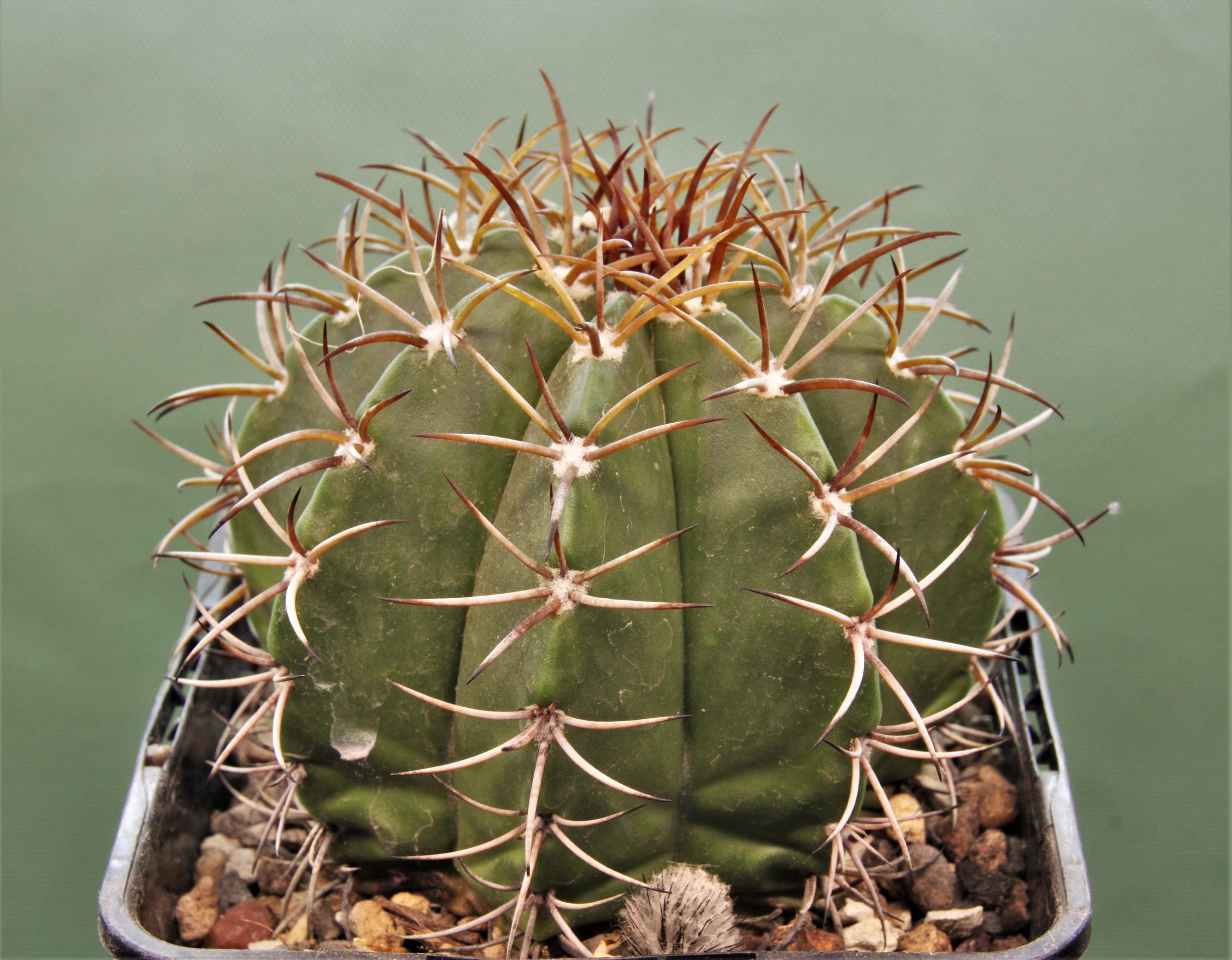 Melocactus-actinacanthus-Cuba-1