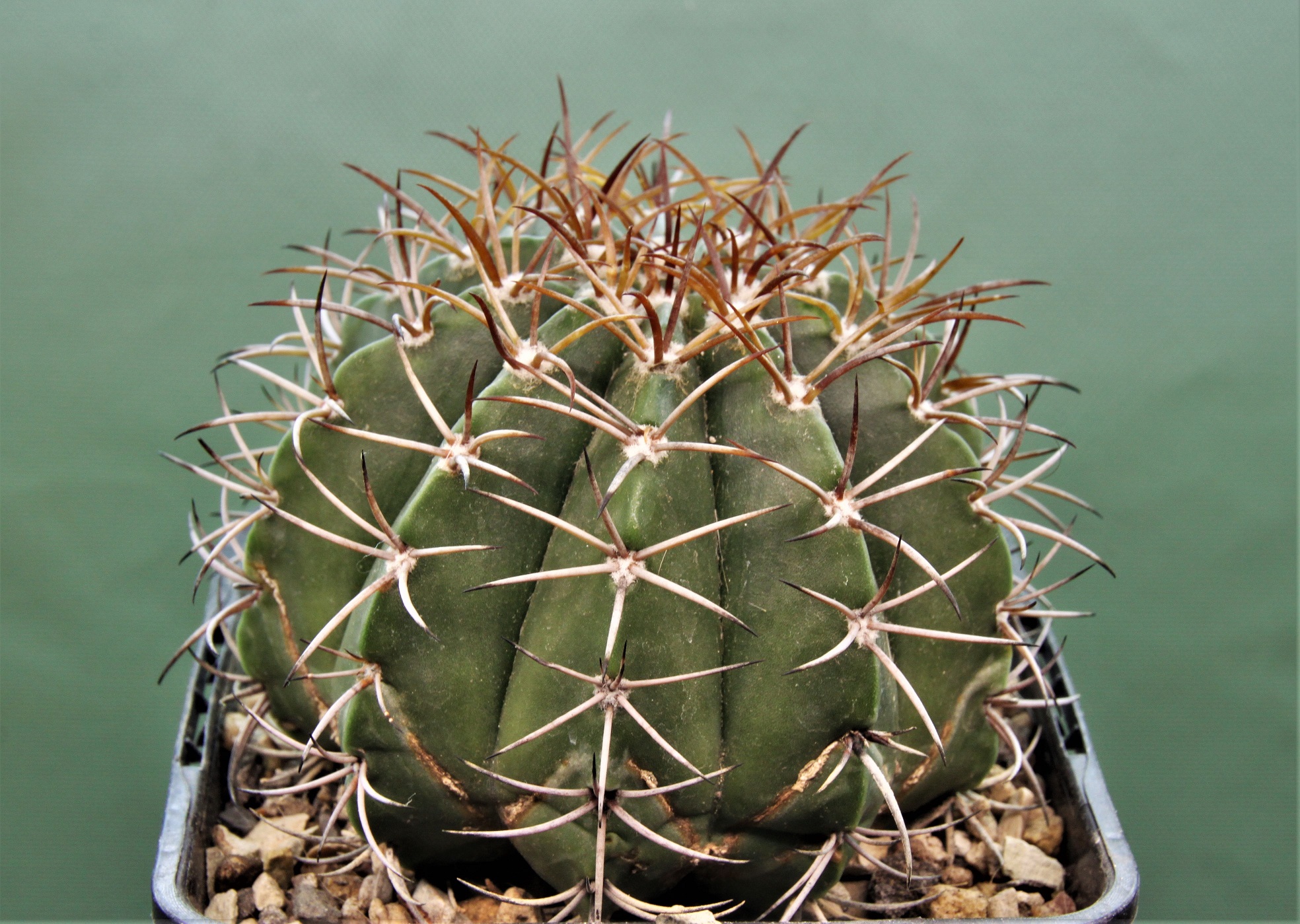 Melocactus-actinacanthus-Cuba-2