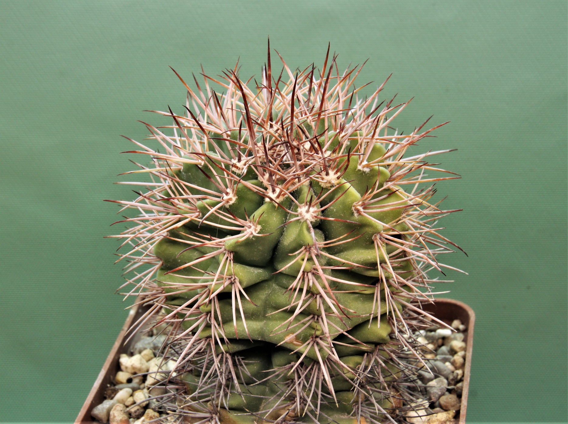 Melocactus-azureus-v.ferrophilus-