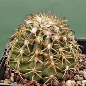 Melocactus-canescens-ASK310.2-1