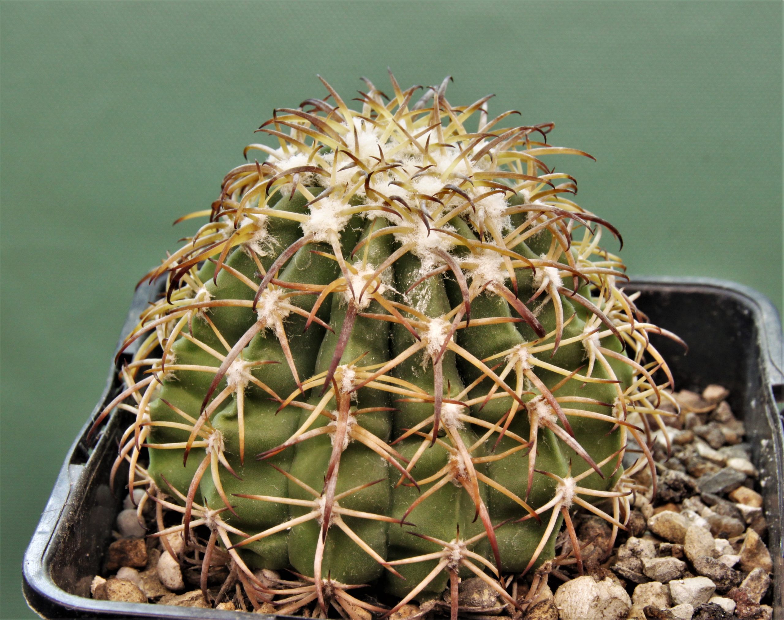 Melocactus-canescens-ASK310.2-1