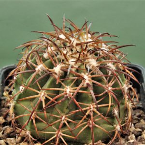 Melocactus-canescens-ASK310.2-3