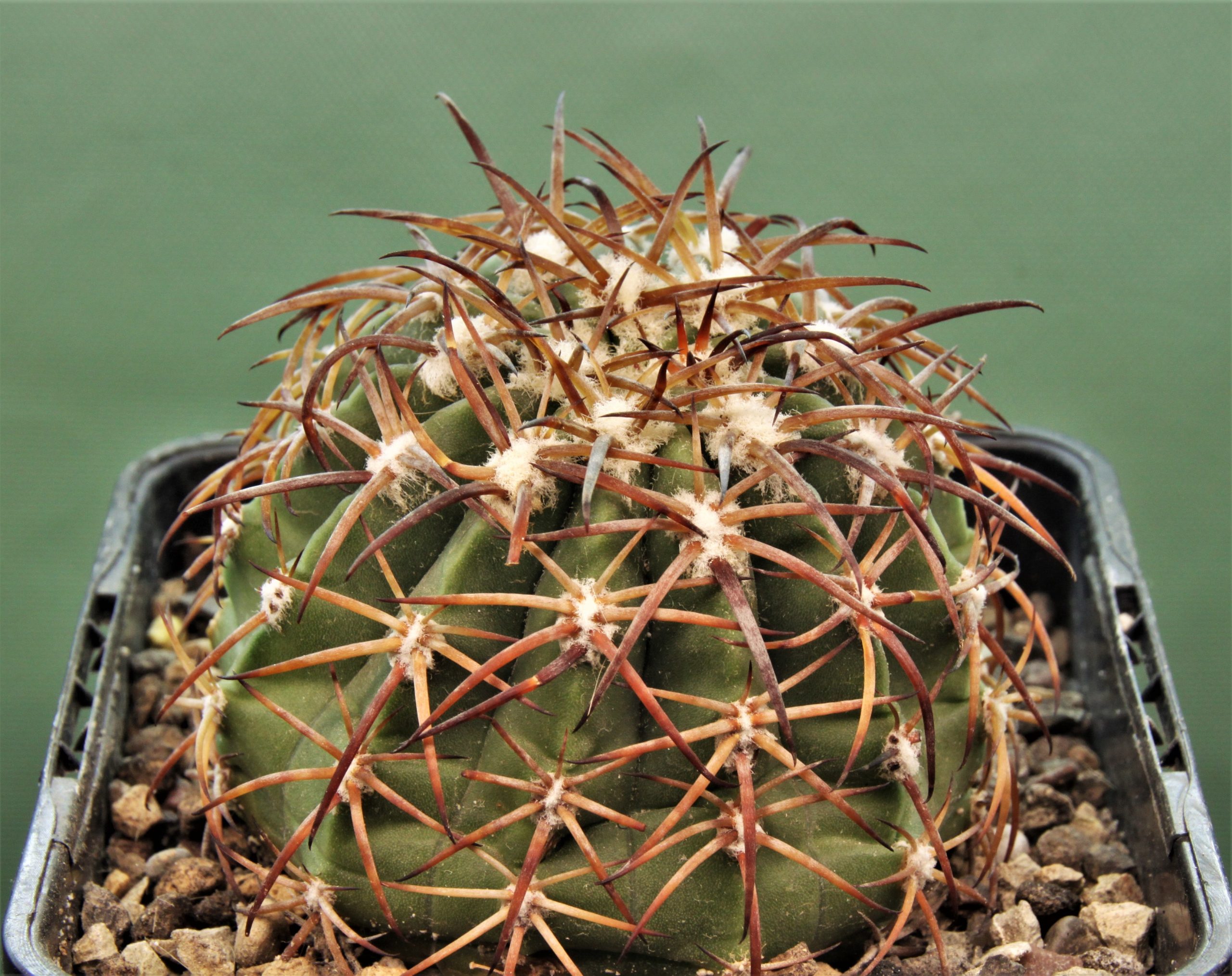 Melocactus-canescens-ASK310.2-3
