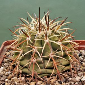 Melocactus-peruvianus-ASK4471.6-3