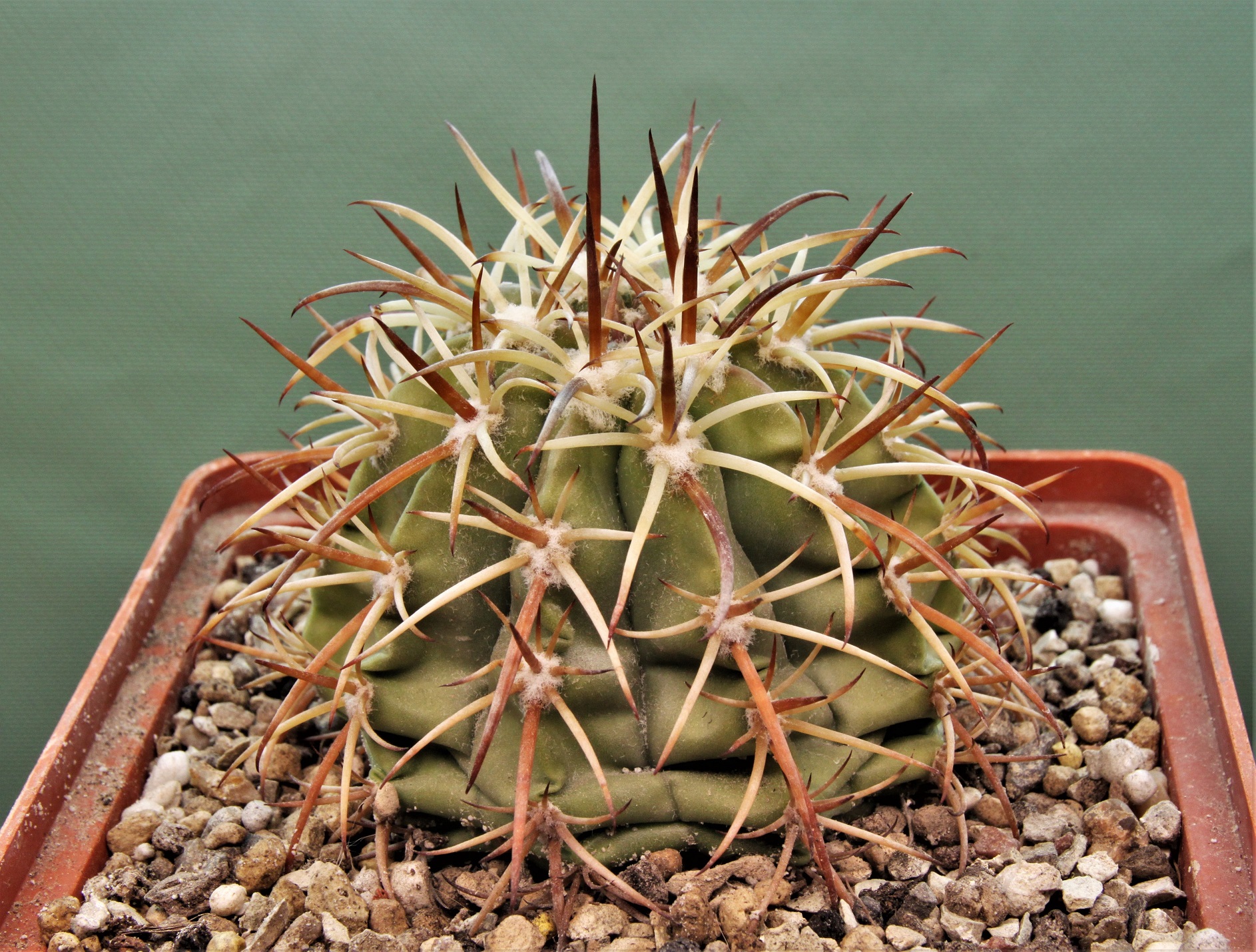 Melocactus-peruvianus-ASK4471.6-3