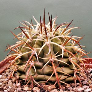 Melocactus-peruvianus-ASK4471.6
