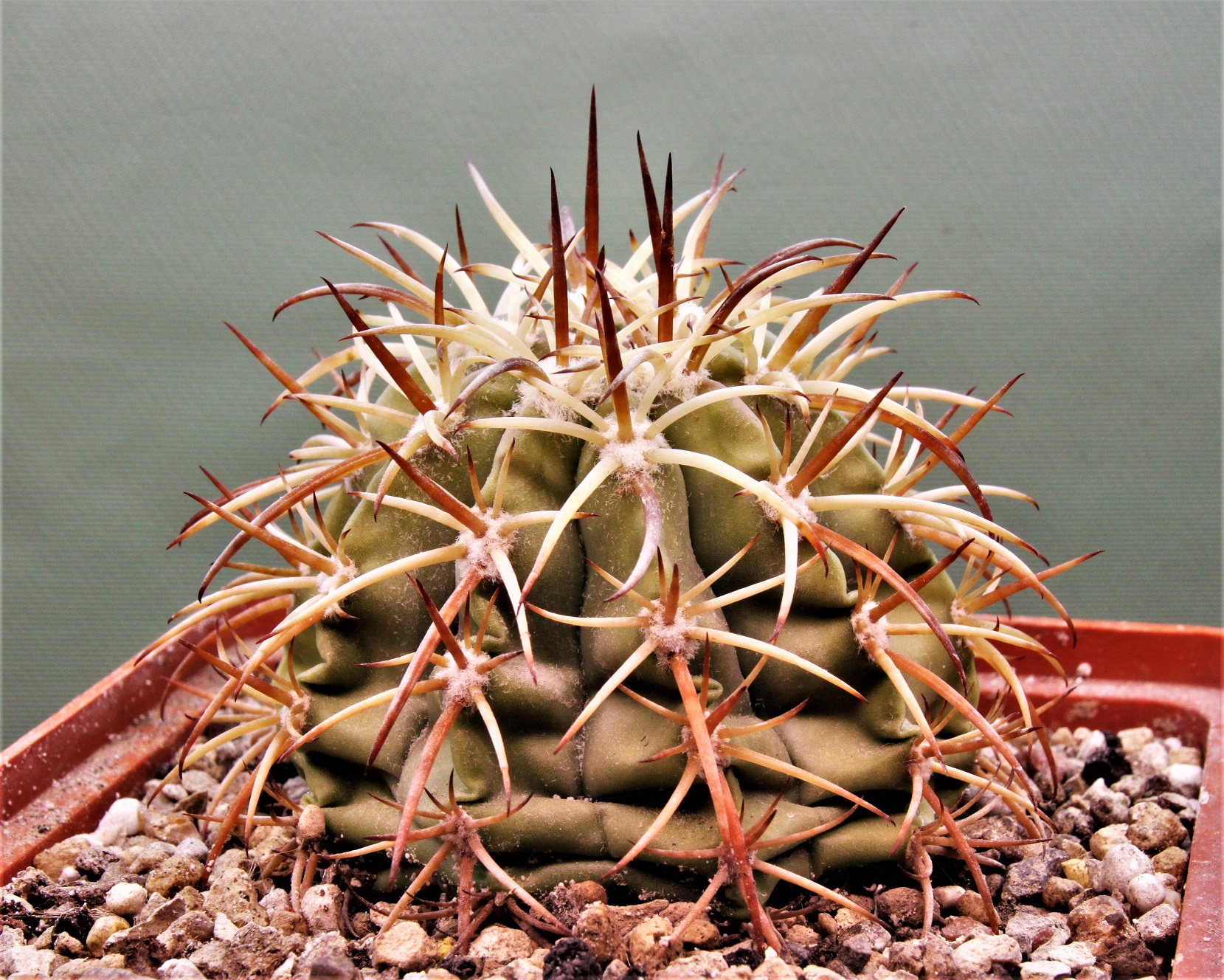 Melocactus-peruvianus-ASK4471.6