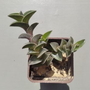 Tradescantia navicularis