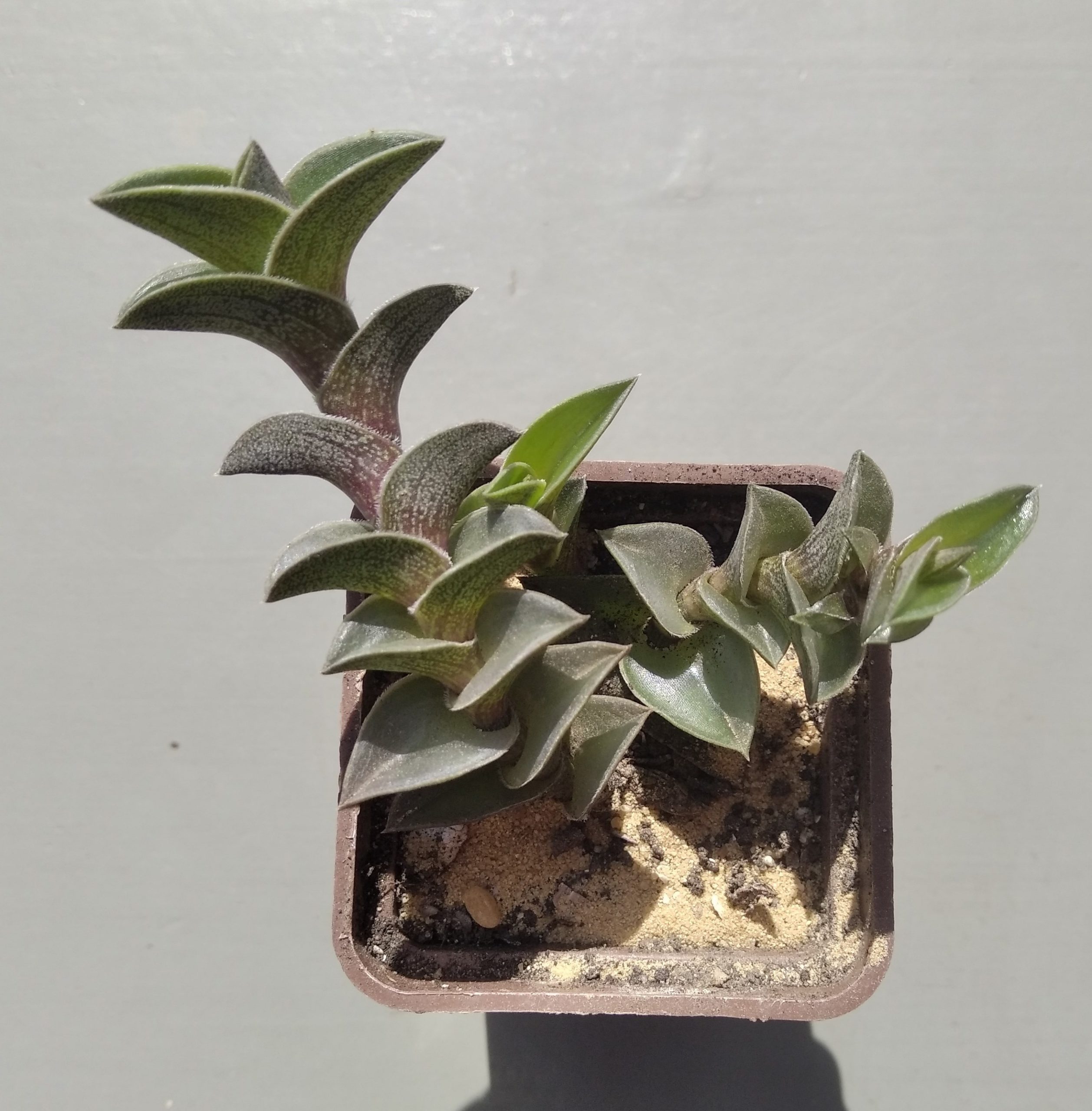 Tradescantia navicularis