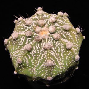 Astrophytum gibrid